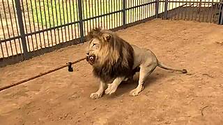 worlds fastest car battles cheetah speed