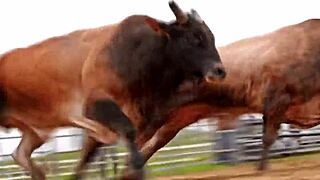 worlds fastest car battles cheetah speed