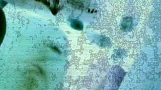 the soft white girl drops to her knees in the car worshipping that massive black n dick with music blasting