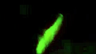 juicy latina milf pornstar fingers swollen big clit pussy before interracial assfucking in outdoor car