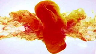 oh yeah big boobed redhead gulps her own piss from dildo toy