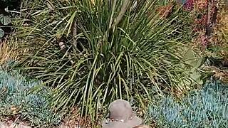 mature blonde cougar spreads huge shaved pussy lips in secret outdoor garden