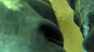 Holy Shit! Naked Masturbation Flashing Monster Cock In Public Toilet!