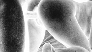 vintage erotic artworks showcase retro hairy scenes