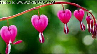 imagine your cute indian wife gangbanged by friends in romantic bangla style