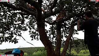 blonde and brunette get fucked hard on tree in street public orgy rippi