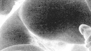 Vintage Erotic Art Collection